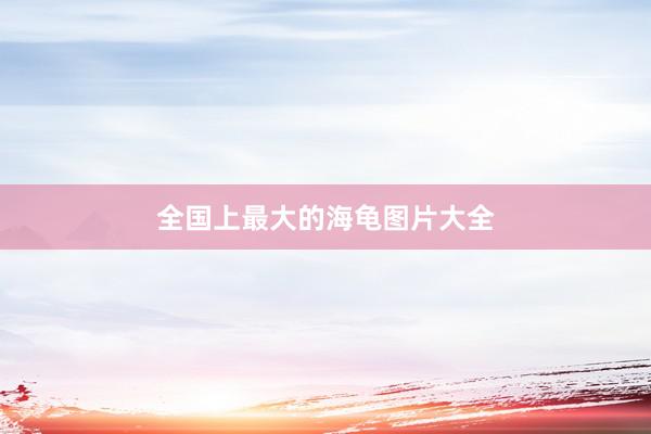 全国上最大的海龟图片大全
